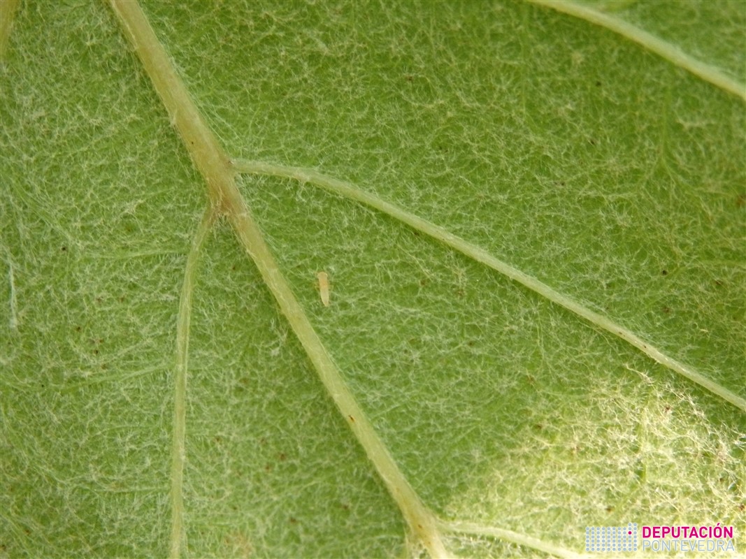 Cicadelidos - Ciccadellidae - Cicadelidos >> Ninfa de Zygina rhamni en folla.jpg